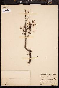 Picea mariana image