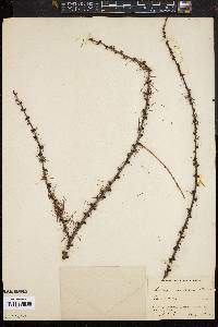 Larix laricina image