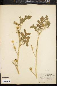 Solanum rostratum image