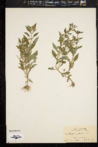 Gratiola virginiana image