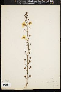 Verbascum blattaria image