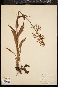 Penstemon hirsutus image