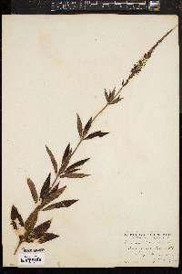 Veronicastrum virginicum image