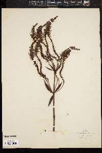 Veronicastrum virginicum image