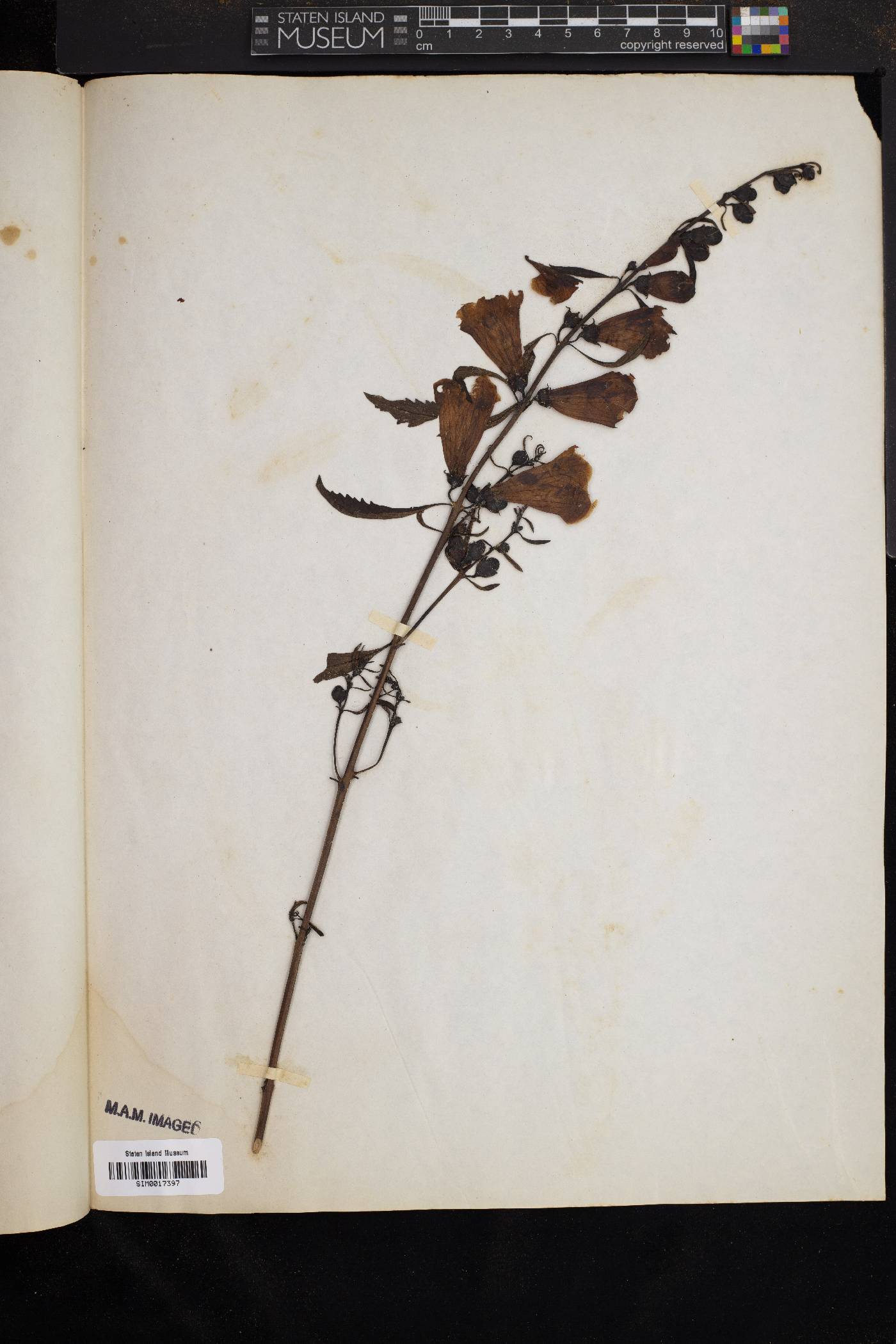 Aureolaria flava var. flava image