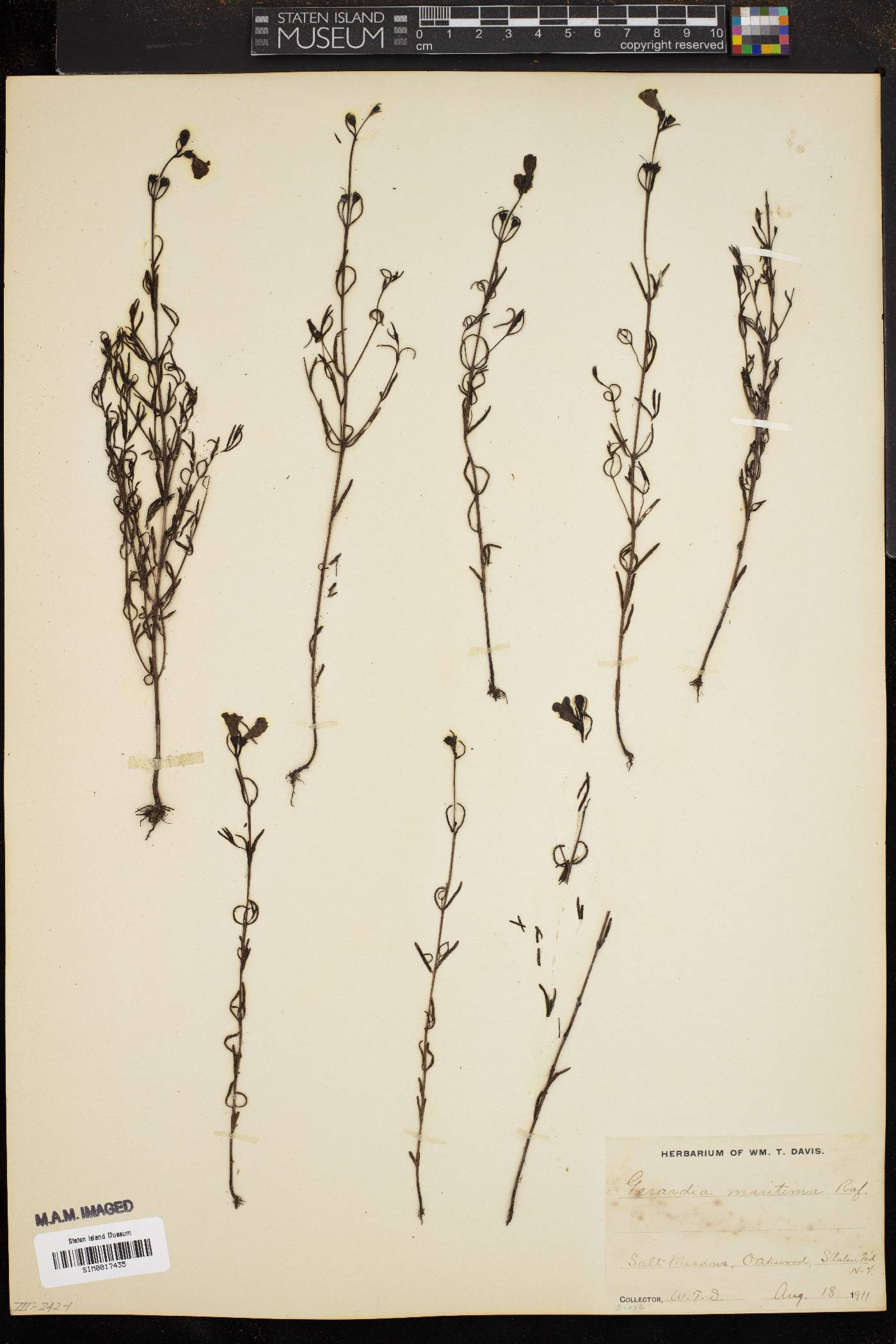 Gerardia maritima image