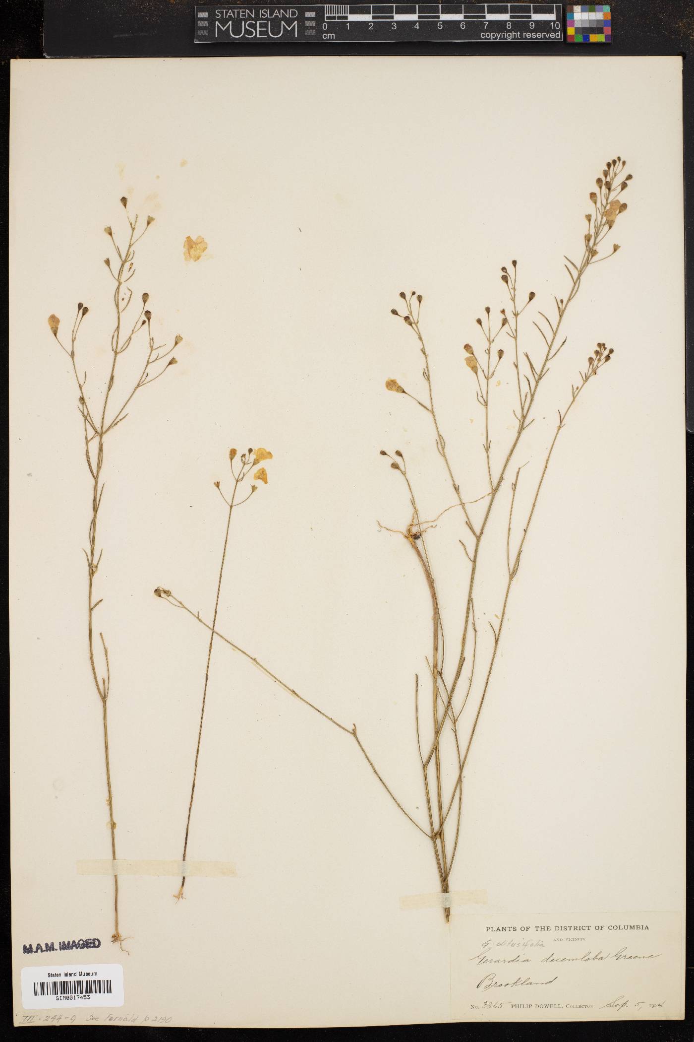 Gerardia obtusifolia image