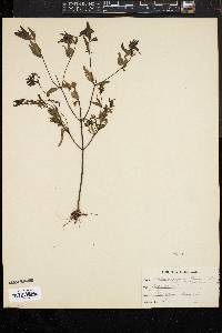 Image of Melampyrum americanum