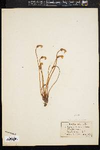 Orobanche uniflora image