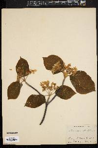 Viburnum lantanoides image