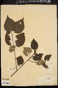 Viburnum dentatum var. lucidum image