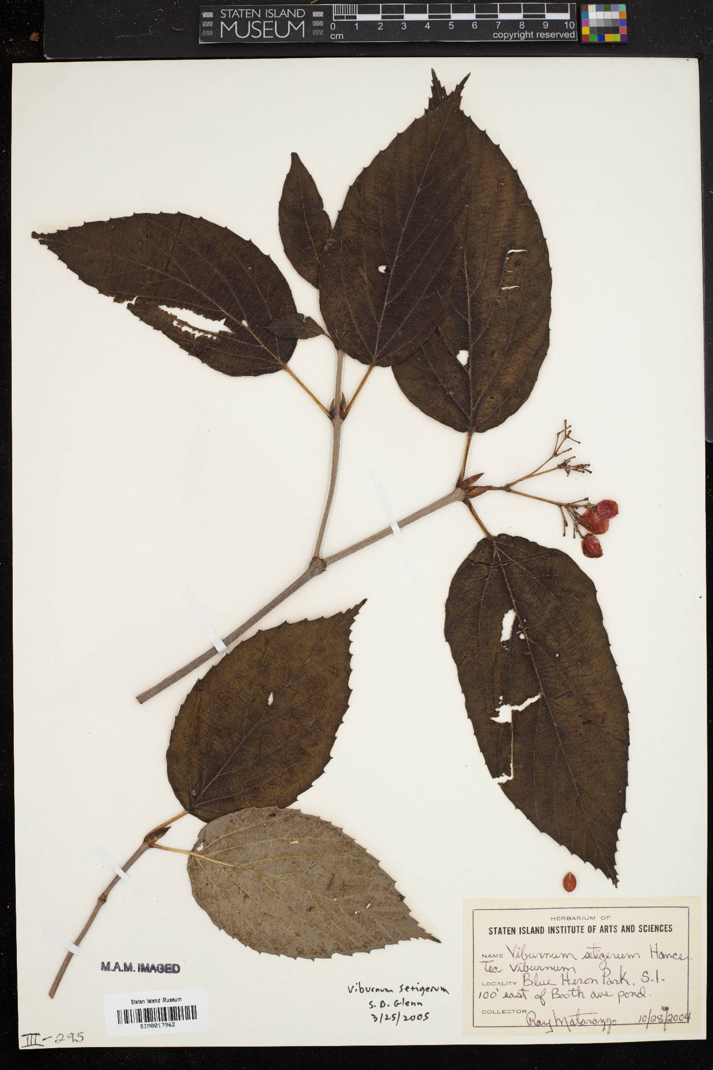 Viburnum setigerum image