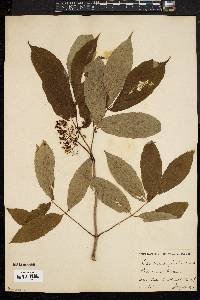 Sambucus racemosa subsp. racemosa image