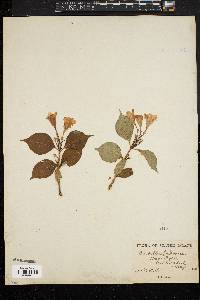 Image of Diervilla japonica