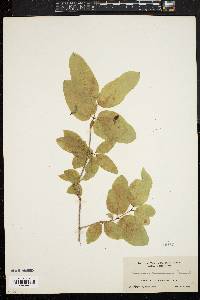 Lonicera canadensis image