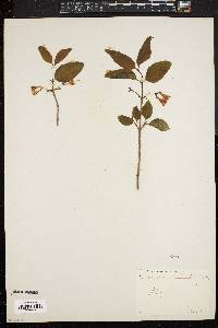 Lonicera canadensis image