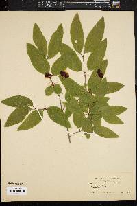 Lonicera canadensis image