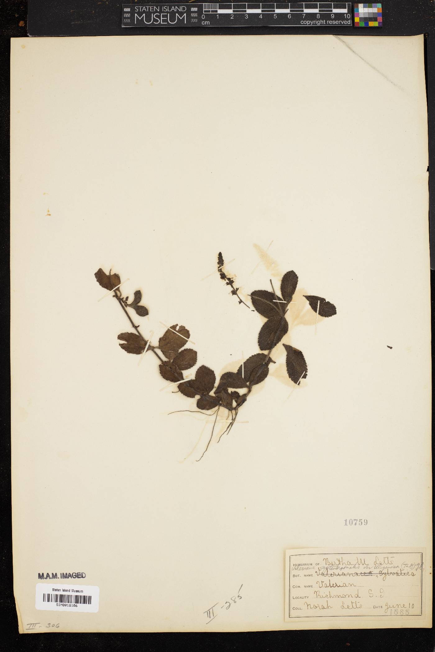 Valeriana septentrionalis image
