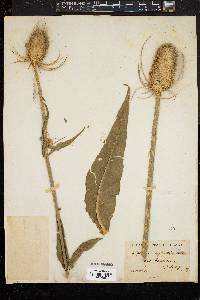 Dipsacus fullonum image