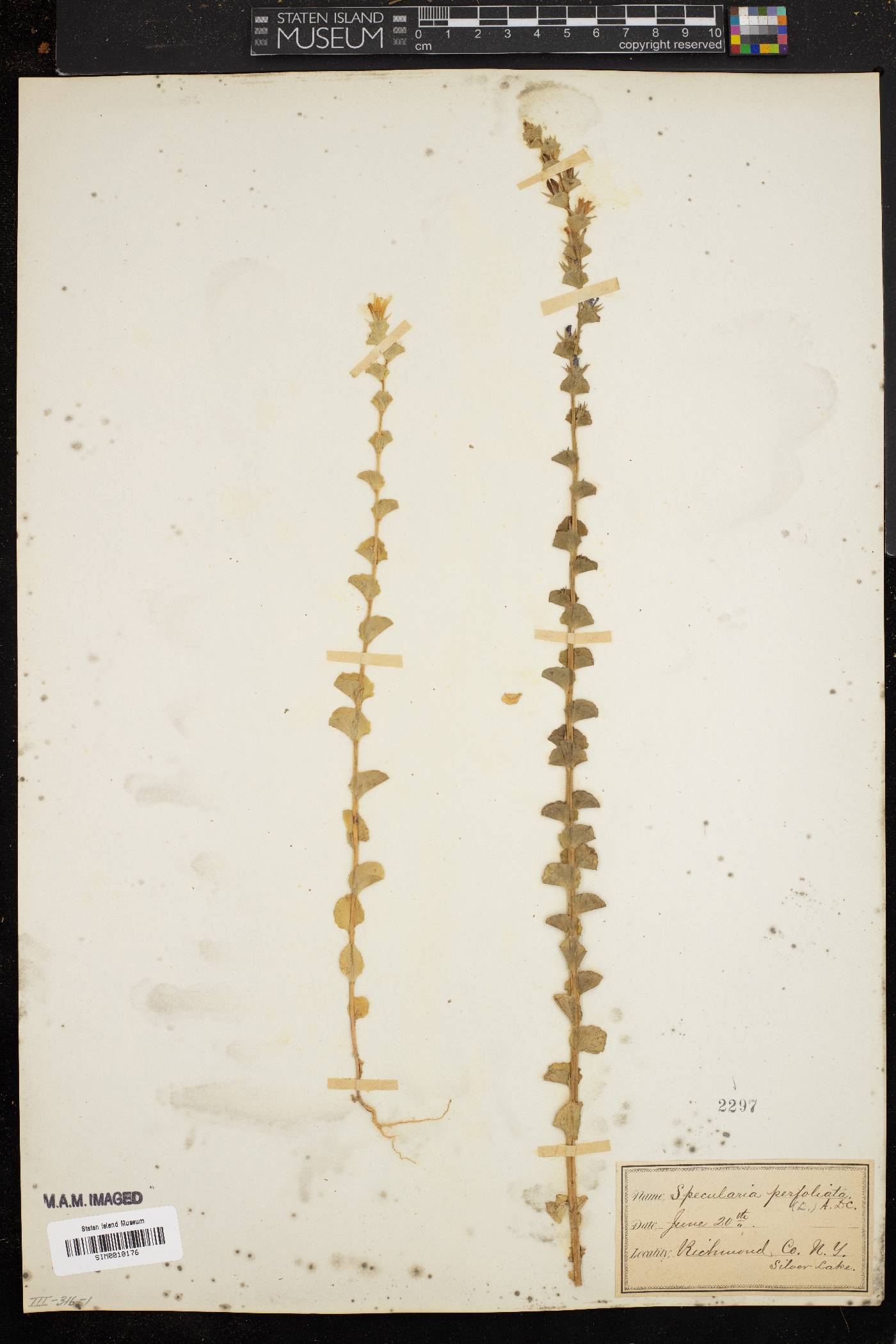 Triodanis perfoliata var. perfoliata image
