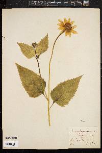 Helianthus decapetalus image