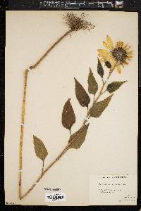 Helianthus tuberosus image