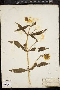 Bidens laevis image