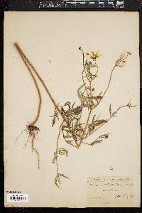 Bidens trichosperma image