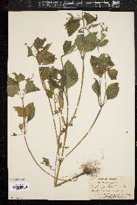 Galinsoga parviflora image