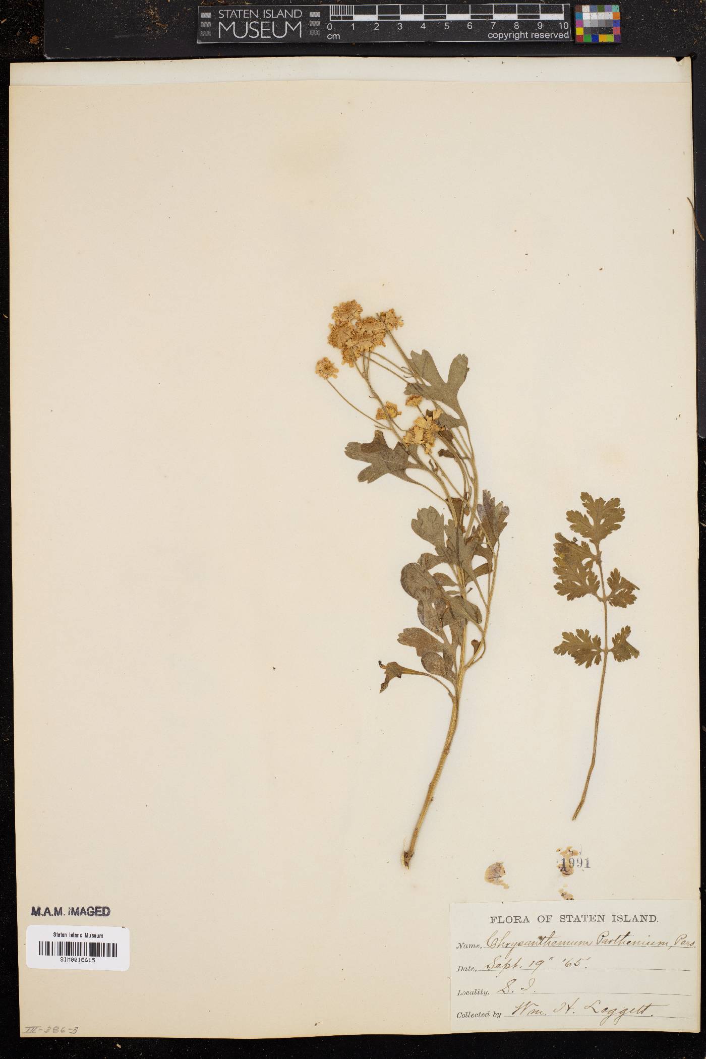 Chrysanthemum parthenium image