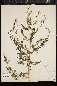 Image of Ambrosia artemisiaefolia