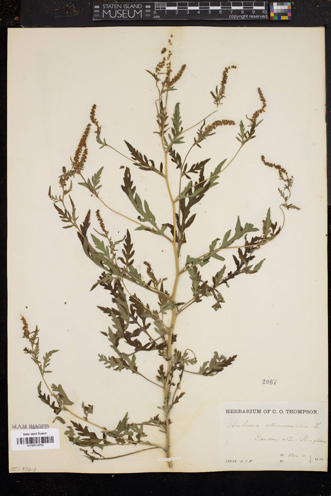 Ambrosia artemisiaefolia image