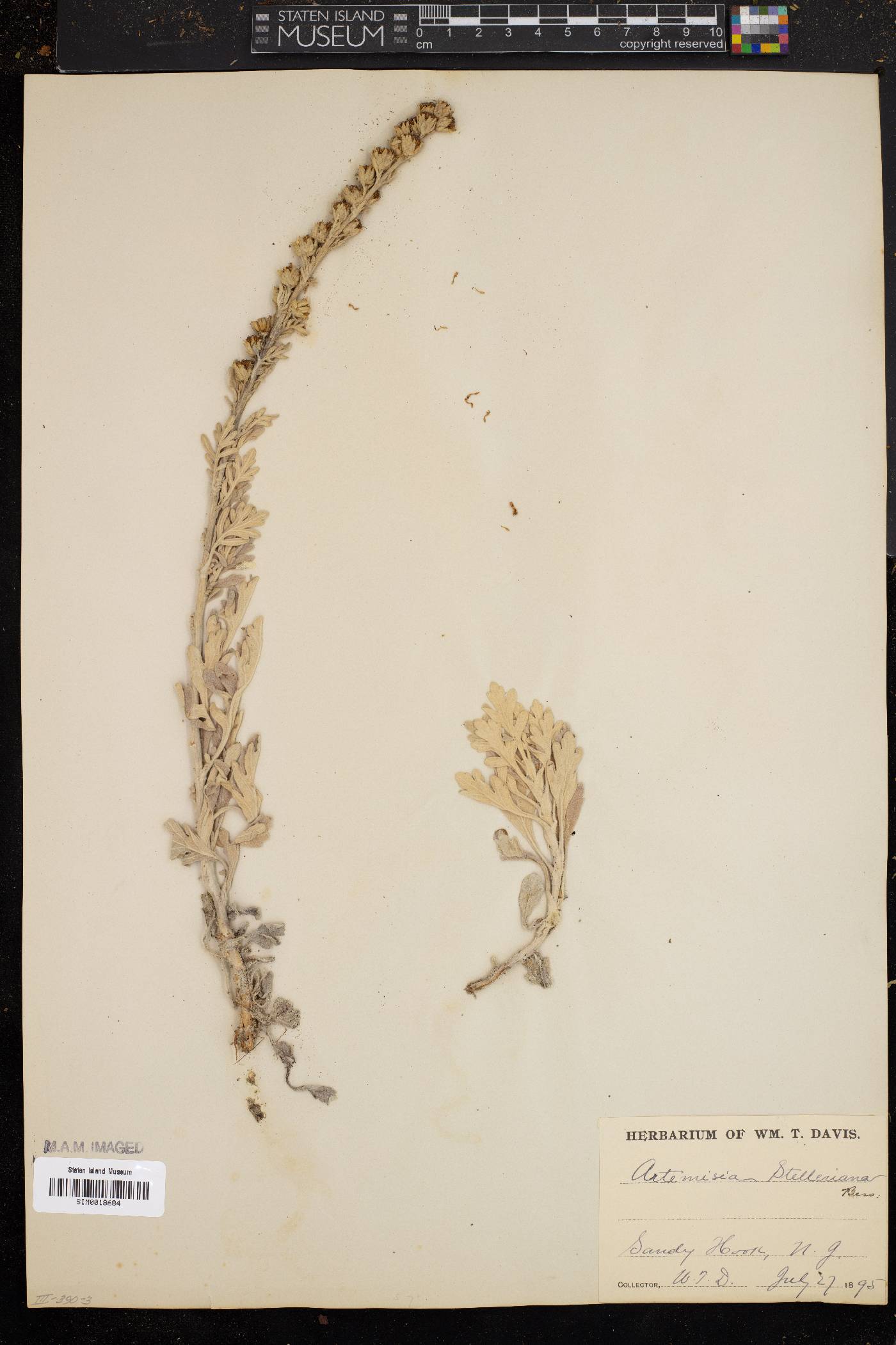 Artemisia stelleriana image