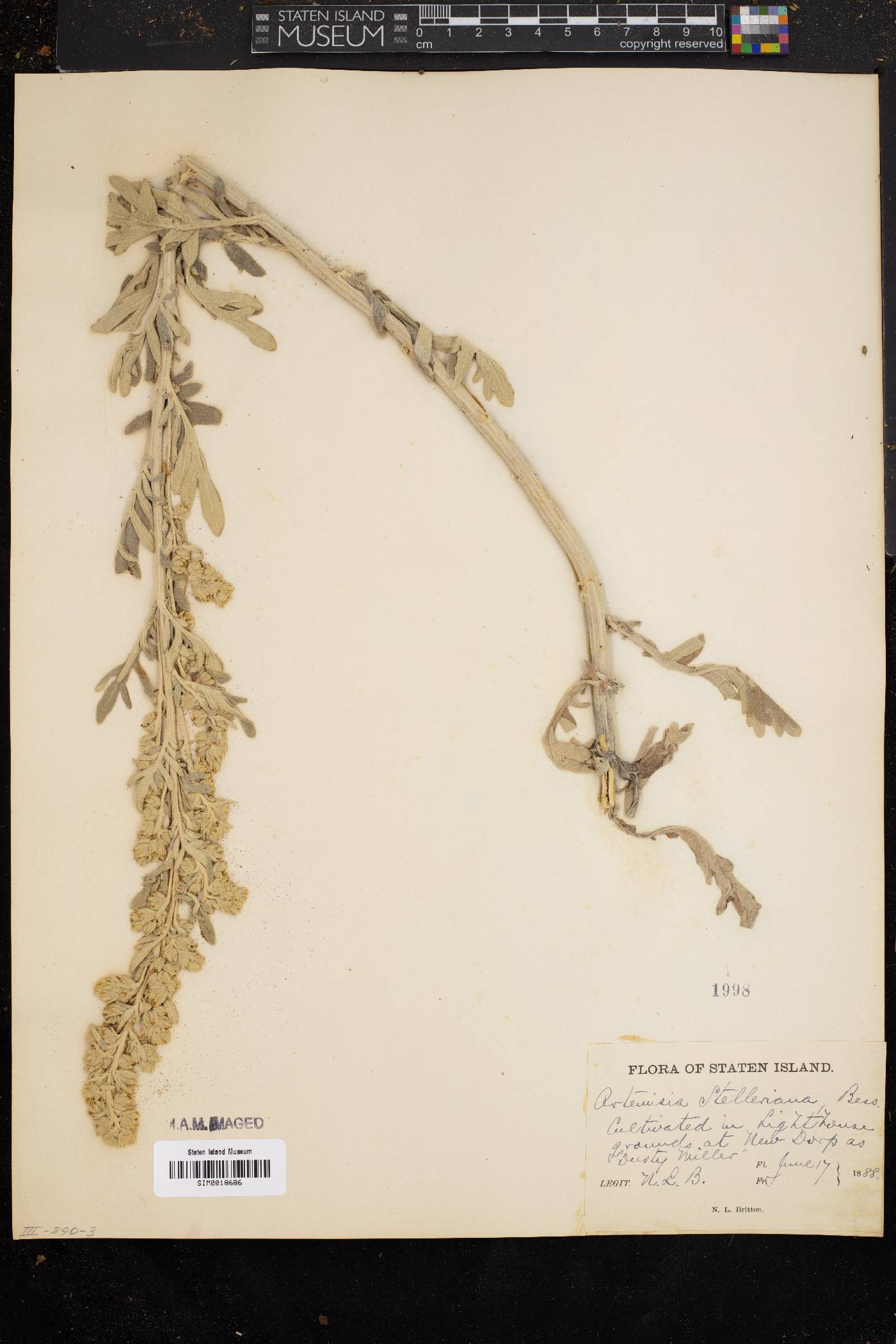 Artemisia stelleriana image