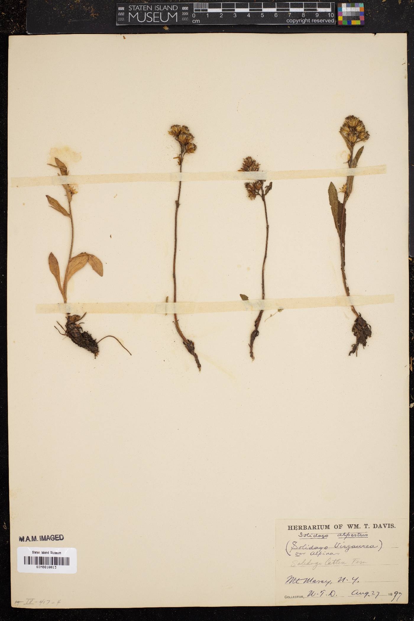 Solidago cutleri image