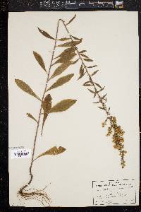 Solidago puberula image