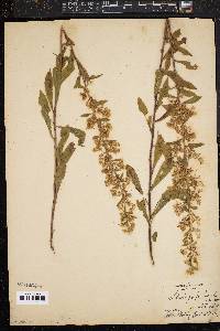 Solidago puberula image