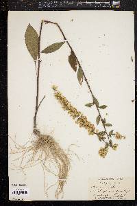 Solidago bicolor image