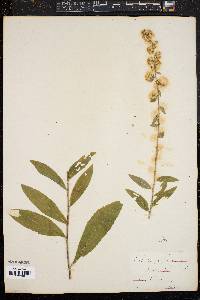 Solidago bicolor image