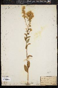 Solidago bicolor image