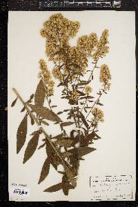 Solidago speciosa image