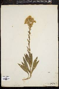 Solidago sempervirens image