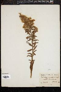 Solidago sempervirens image