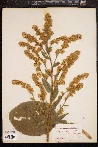 Solidago patula image