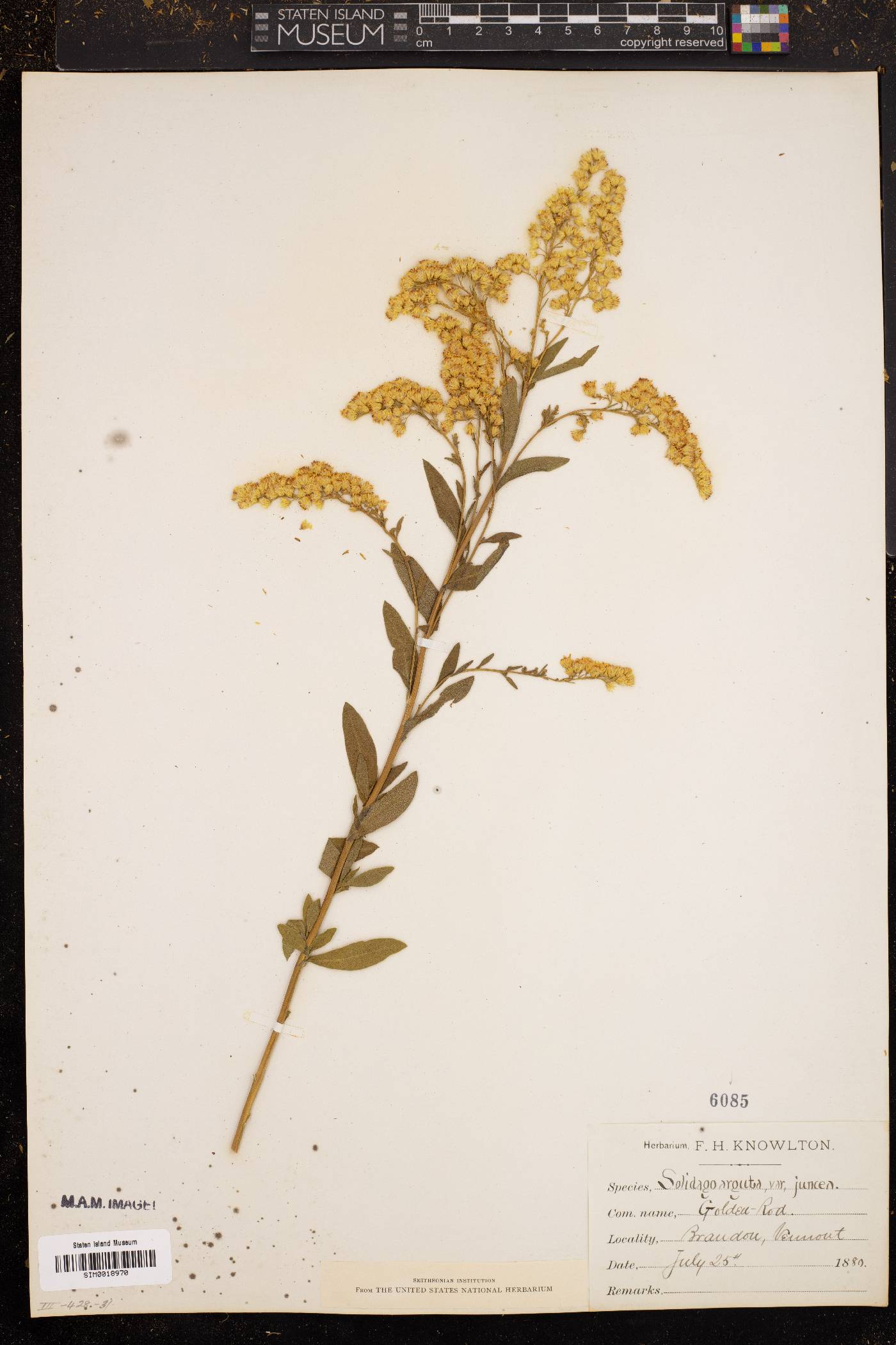 Solidago arguta var. juncea image