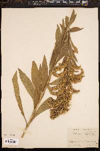 Solidago elongata image