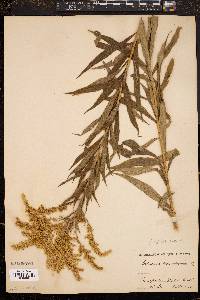 Image of Solidago aestivalis