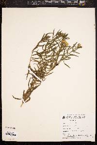 Image of Solidago tenuifolia