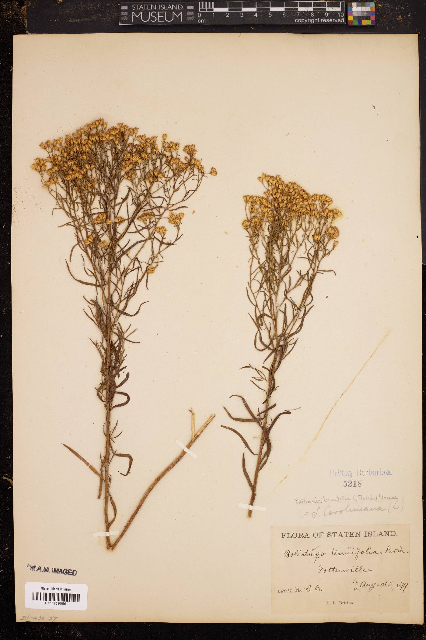 Solidago caroliniana image