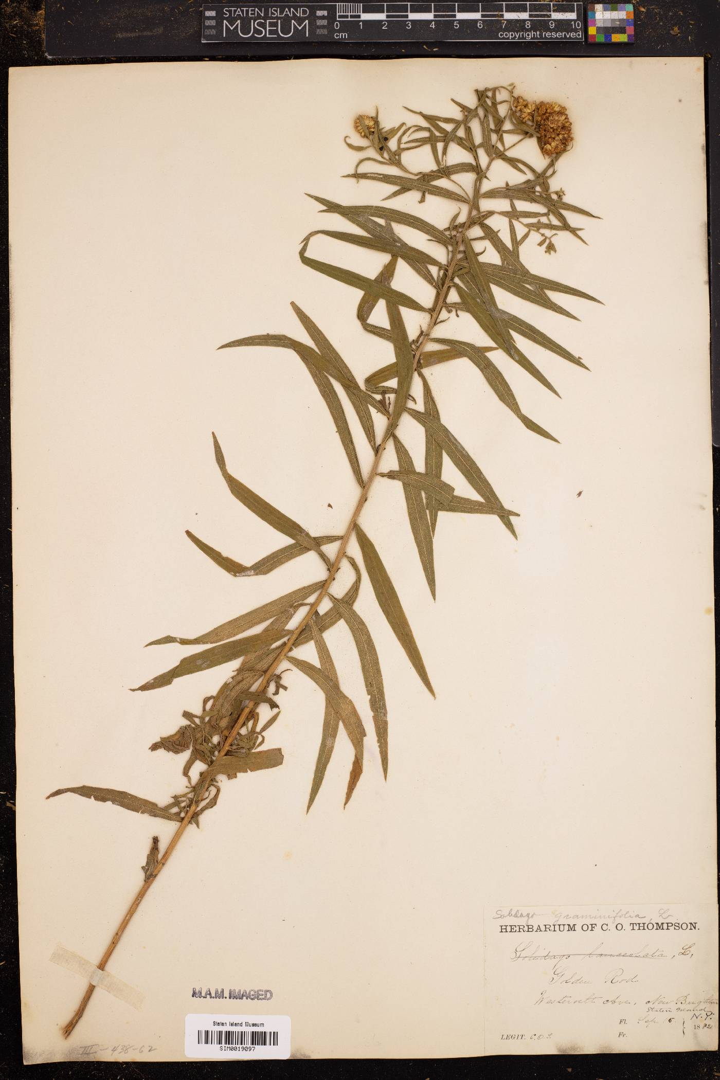 Solidago grandiflora image